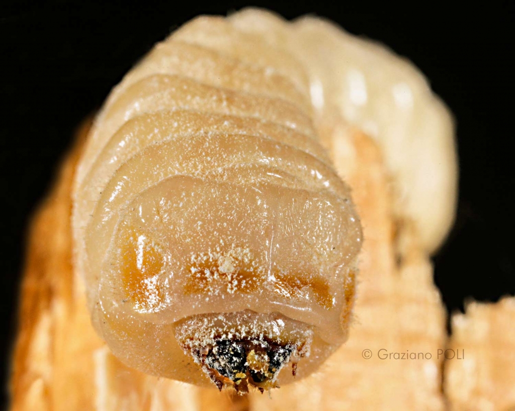 Capricorno delle case - Trichoferus holosericeus - Larva - particolare mandibole