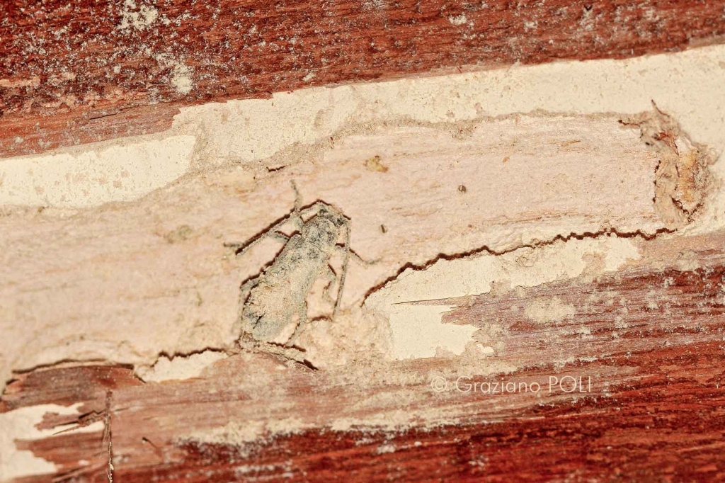 Capricorno delle case - Trichoferus holosericeus - insetto adulto con esuvia nella camera pupale 